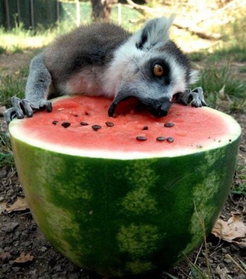 Lemur + Watermelon