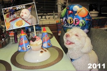 Stoner Dog - A Year Later