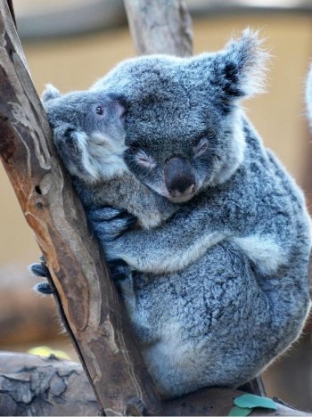 Koala Hug