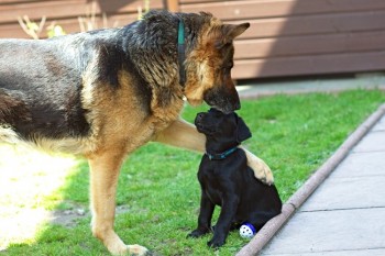 Good Boy