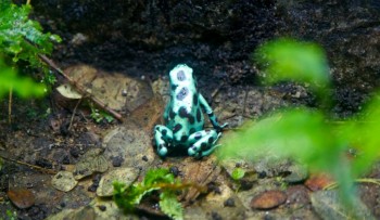 Froggy