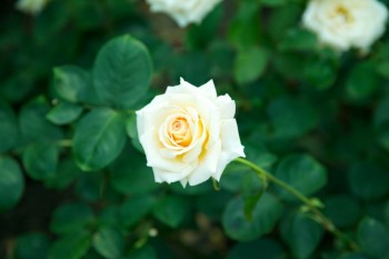 White Rose