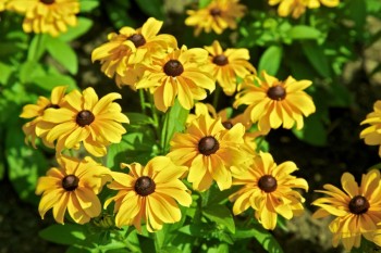 Daisies