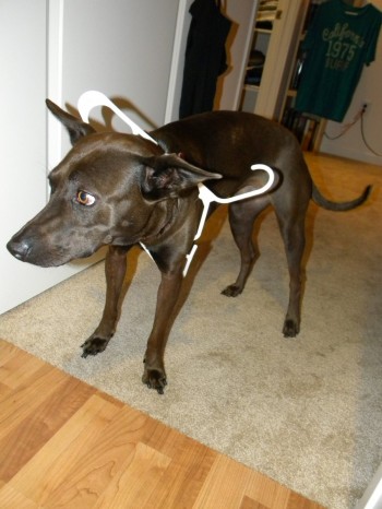 Dog + Hanger
