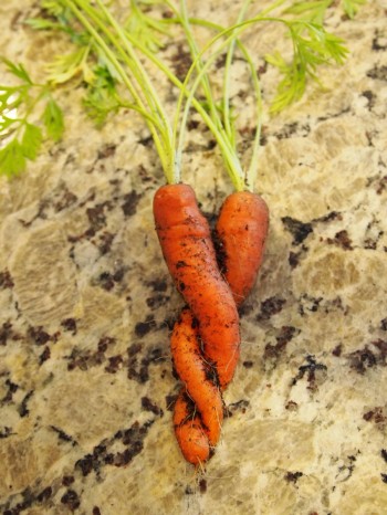 Friendly Carrots