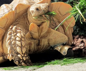 Tortoise Amputee
