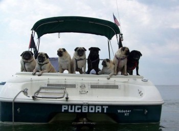 Pugboat