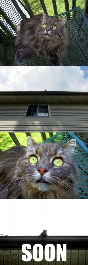 Cat Stare