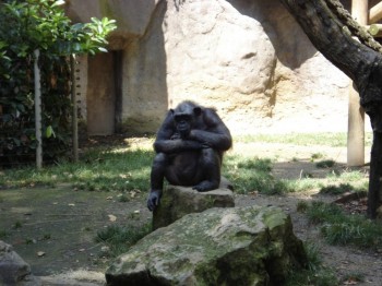 Thinking Chimp