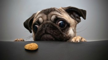 CoooOoOoOokieeeee