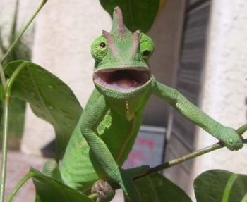 Derp