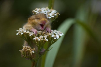 Flowerrrs!
