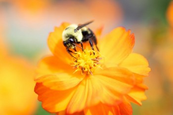 Bee Making Out With A Flower