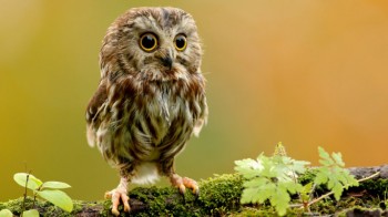 Owly