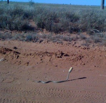Drunk Snake