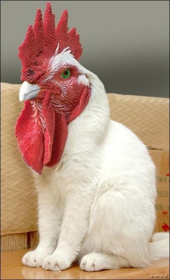 Roostercat