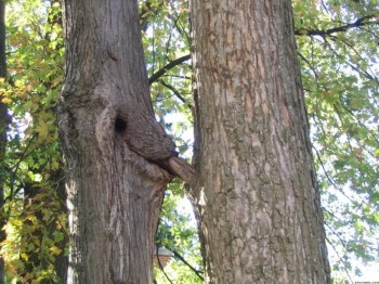 Scandalous Trees