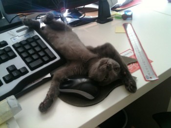 Lazy Cat