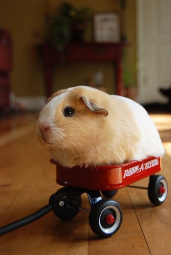 Hamster Flyer