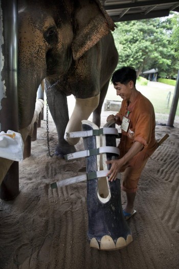 Elephant Hospital In Thailand