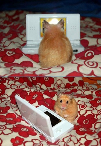 Hamster playing DS