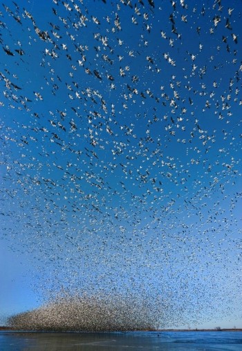 1.3 Million birds