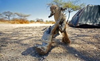Squirrel Fight
