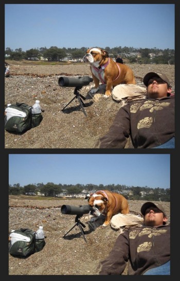 Sneaky Dog