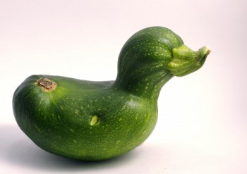 Zucciduck