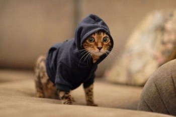 Hooded Kitty