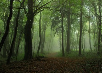 The mist