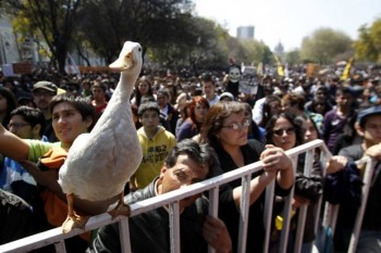 Protest Duck