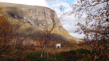 White Reindeer
