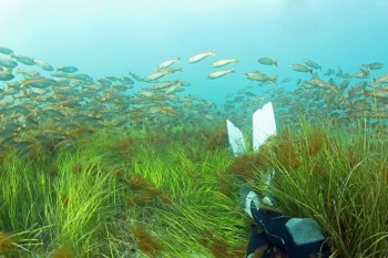 Underwater Meadow