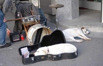 Case Dog