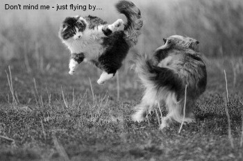 don't mind me-just flying by