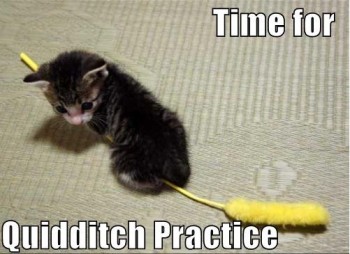 Quidditch Cat