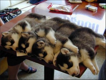 Stackable Huskies