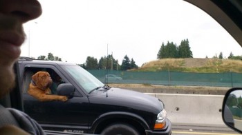 Cruising Dog