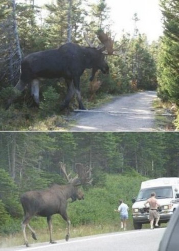 Gigantic Moose