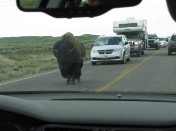 Troll Bison