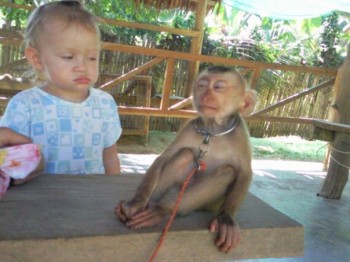 I Not Trust You Monkey