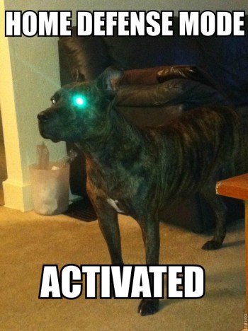 Cyborg Dog