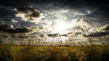 Sunrise of a wheat field