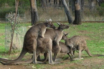 Kangaroos Are Kinky