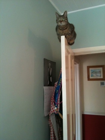 Door Cat
