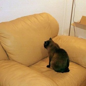 Interesting Couch