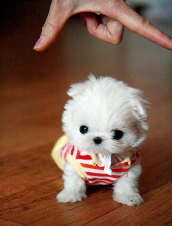 Pinch