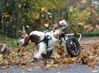 LEAVES!!!