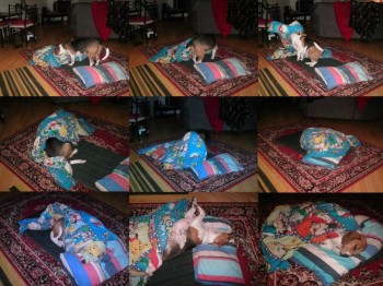 Dog Going To Bed